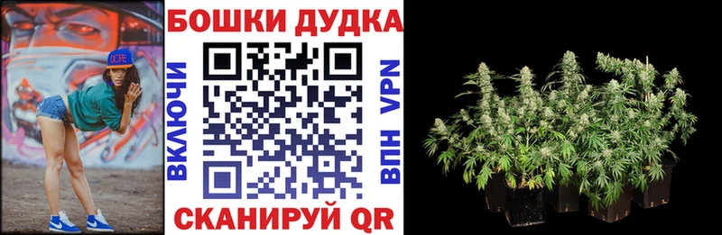 Бошки марихуана план  цена наркотик  Сургут 
